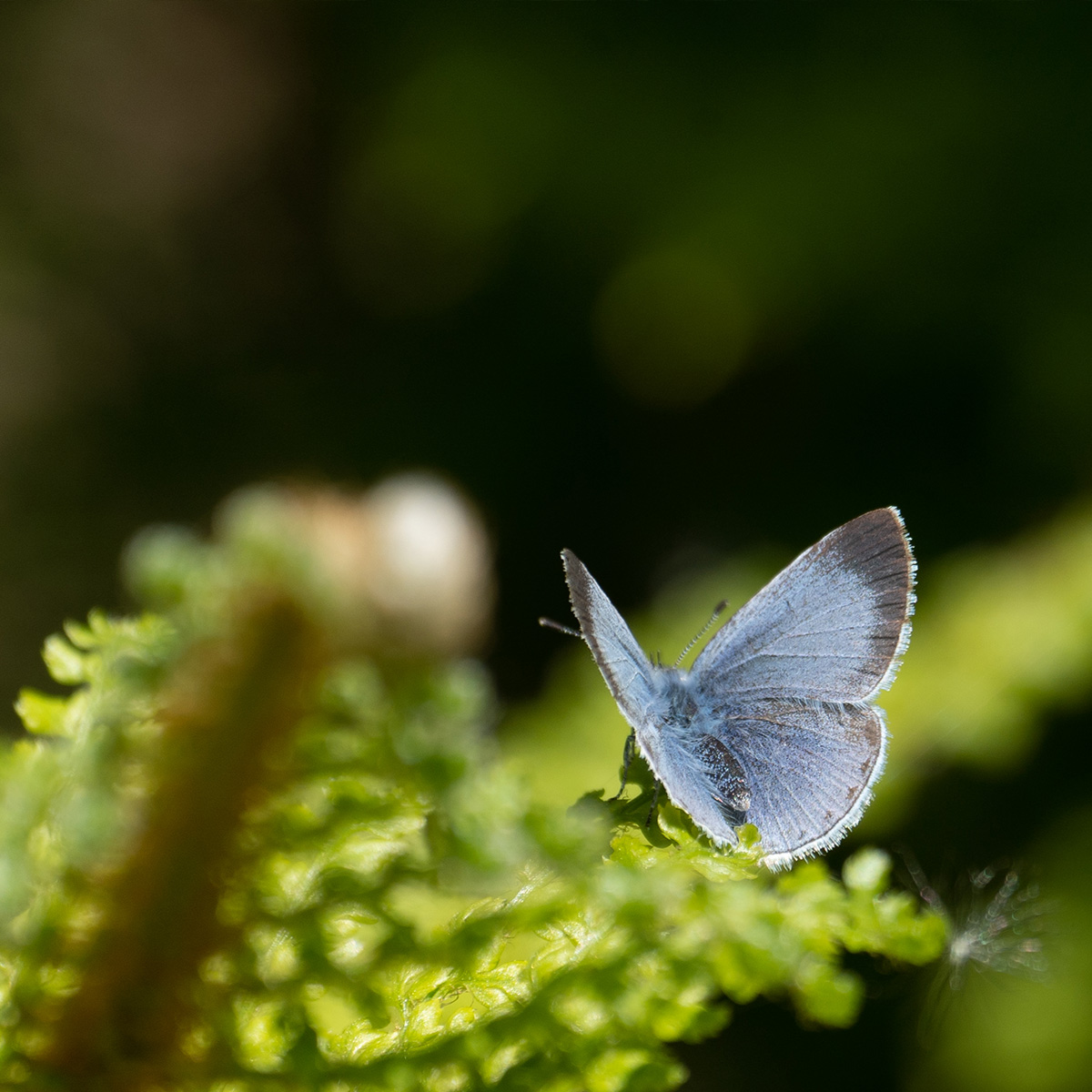 Blauer Schmetterling auf einer grünen Pflanze