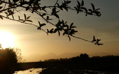 Aprikosengeschmack in der Stille