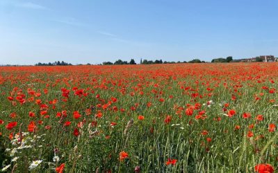 Dankbarkeit leicht in dein Leben integrieren