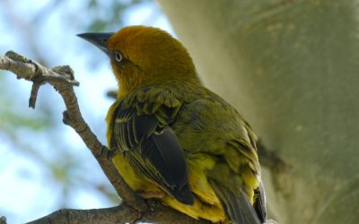 Warum ich THEKI® nicht mehr anbiete