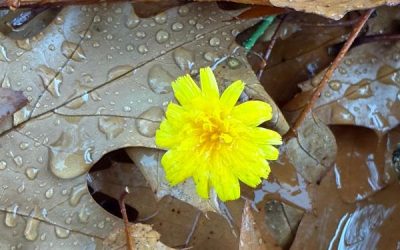 Schmückende Tränen