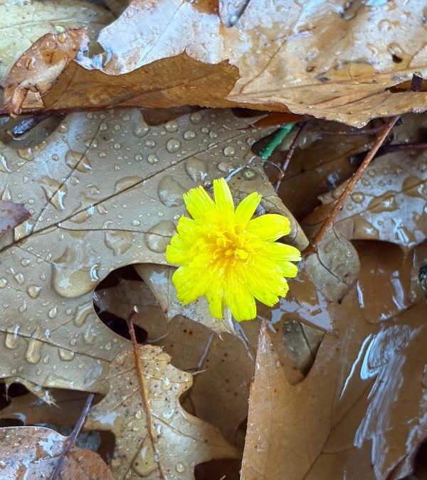 Schmückende Tränen