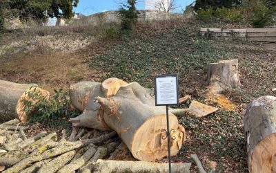 Berührungsmoment – Die Blutbuche